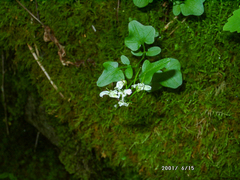 Cardamine flagellifera