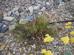 Penstemon pinifolius