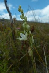 Ornithogalum juncifolium