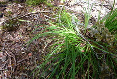 Carex horizontalis