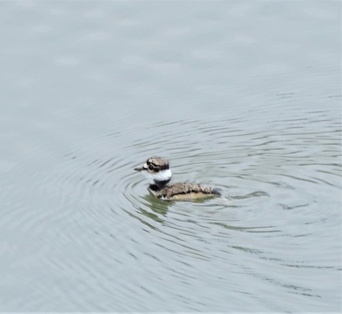 Killdeer photographed in Vermont