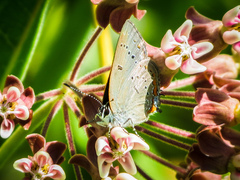 Satyrium acadica