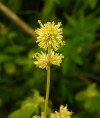 Gomphrena perennis
