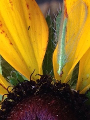 Chrysoperla pudica-group