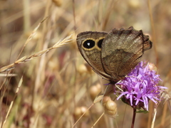 Cercyonis pegala boopis