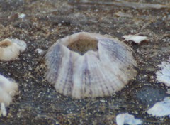 Amphibalanus reticulatus image