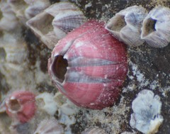 Megabalanus tintinnabulum image