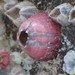 Titan Acorn Barnacle - Photo (c) Jon McIntyre, some rights reserved (CC BY-NC), uploaded by Jon McIntyre