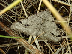 Digrammia denticulata