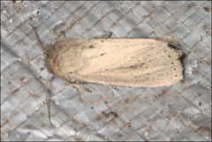 Bathytricha truncata