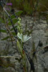 Ornithogalum juncifolium