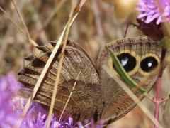 Cercyonis pegala boopis