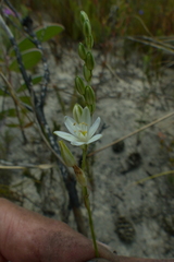 Ornithogalum juncifolium