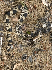 Pituophis melanoleucus melanoleucus