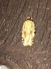 Agonopterix atrodorsella