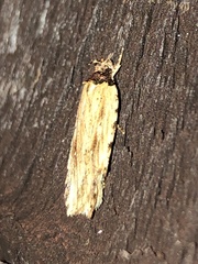 Agonopterix atrodorsella