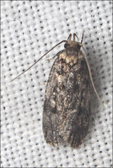 Barea codrella