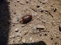 Phyllophaga crassissima