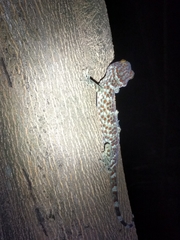 Gekko gecko