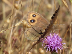 Cercyonis pegala boopis