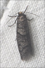 Lepidoscia annosella