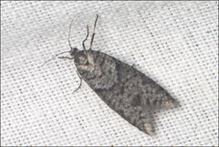 Lepidoscia annosella
