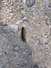 Lophocampa argentata