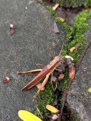 Acrididae
