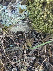 Gingidia enysii peninsulare