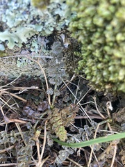 Gingidia enysii peninsulare