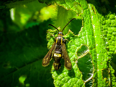 Carmenta pyralidiformis