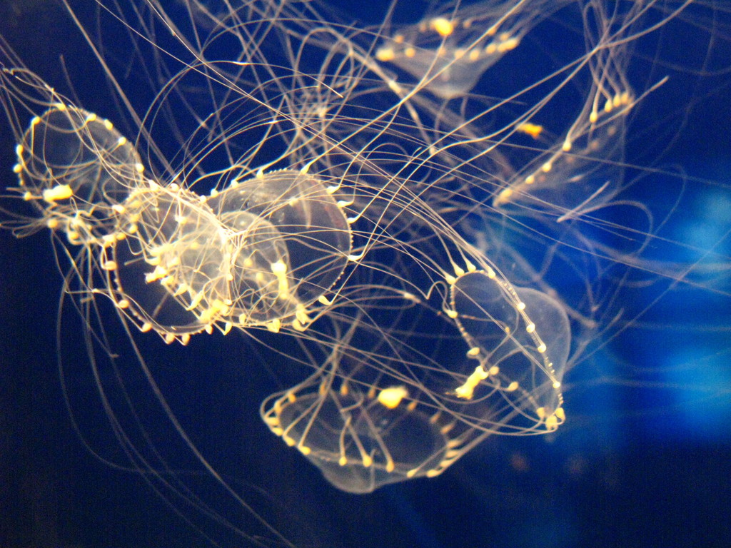 Small Fringed Jelly