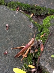Acrididae
