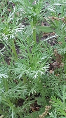 Matricaria discoidea