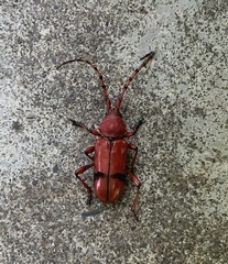 Dicelosternus corallinus