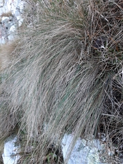 Festuca actae