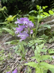 Penstemon smallii