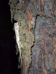 Hemidactylus frenatus