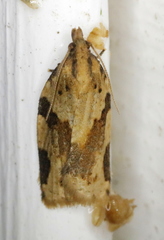 Clepsis spectrana
