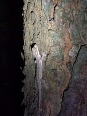 Hemidactylus frenatus