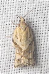 Clepsis therina