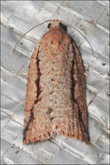 Meritastis