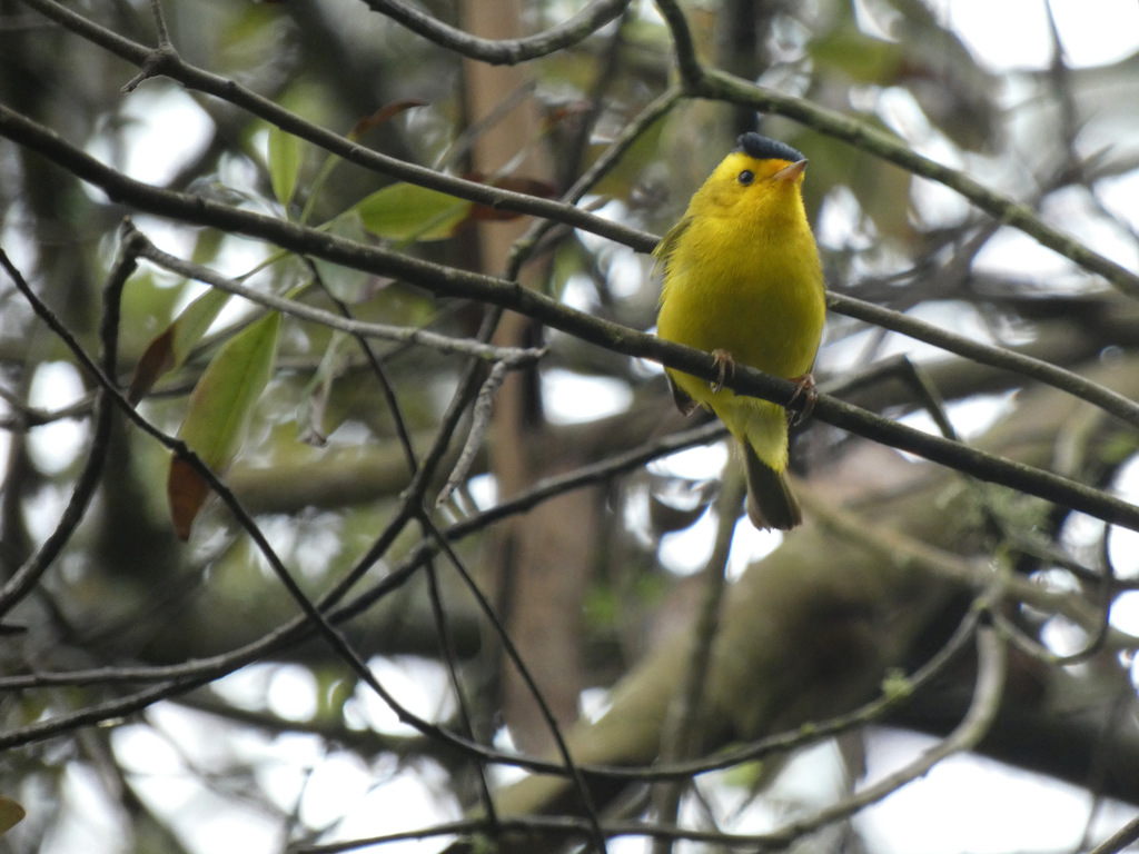 Wilson's Warbler (chryseola)