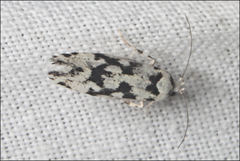 Lichenaula calligrapha