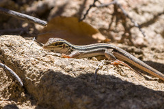 Aspidoscelis uniparens