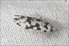 Lichenaula calligrapha