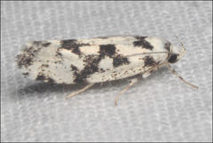 Lichenaula calligrapha