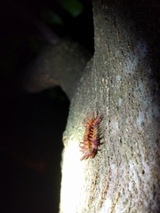 Lepidoptera