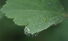 Aphis spiraecola