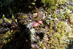 Gaultheria macrostigma